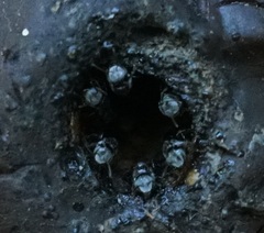 Tetragonula hockingsi