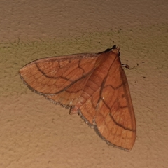 Polygrammodes hercules