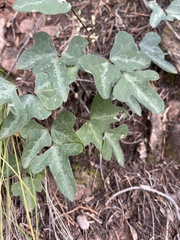 Phaseolus filiformis