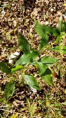 Solidago ulmifolia ulmifolia