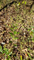 Solidago ulmifolia ulmifolia