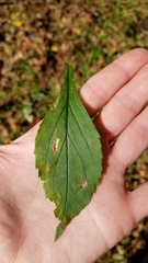Solidago ulmifolia ulmifolia