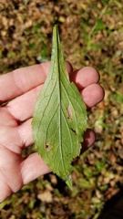 Solidago ulmifolia ulmifolia