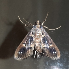 Diaphania costaricalis