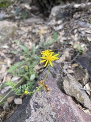 Packera millelobata
