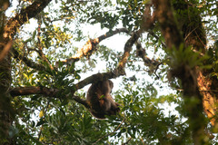 Brachyteles arachnoides