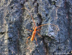 Chenoderus testaceus