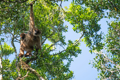 Brachyteles arachnoides