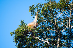 Brachyteles arachnoides