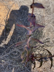 Penstemon spectabilis