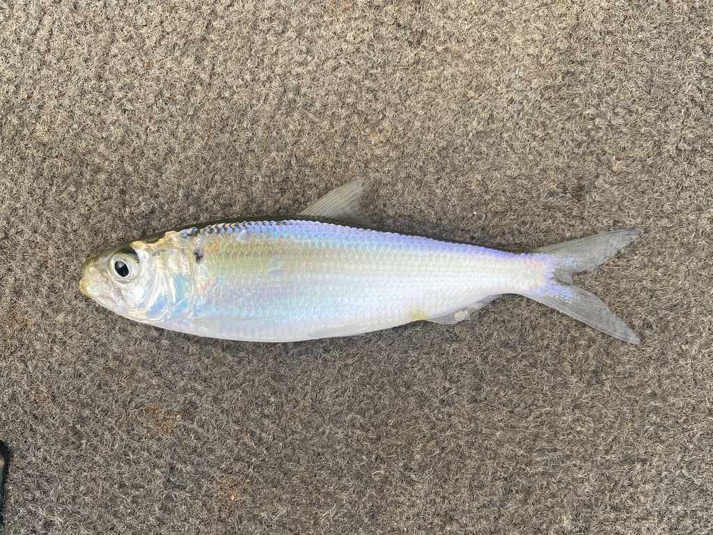 American shad from Berry Shoals Pond, Duncan, SC, US on November 06