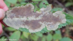 Cameraria betulivora