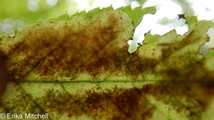 Cameraria betulivora