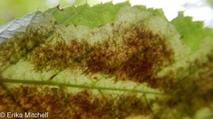 Cameraria betulivora