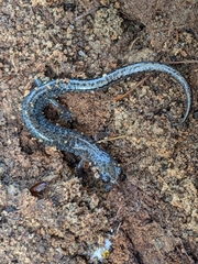 Plethodon dorsalis