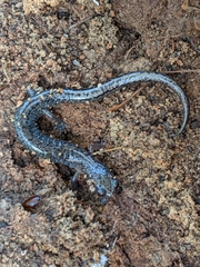 Plethodon dorsalis