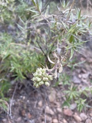 Bouvardia ternifolia