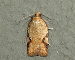 Acleris semiannula
