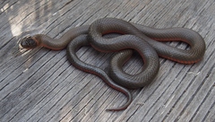 Diadophis punctatus vandenburgii