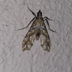 Rhectosemia