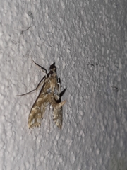 Rhectosemia