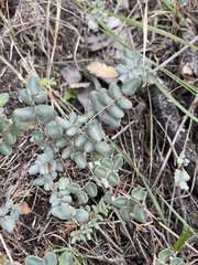 Pellaea intermedia