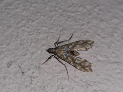 Rhectosemia