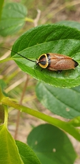 Ellipsidion reticulatum