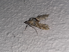 Rhectosemia