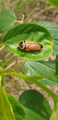 Ellipsidion reticulatum