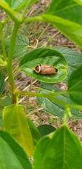 Ellipsidion reticulatum