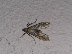 Rhectosemia