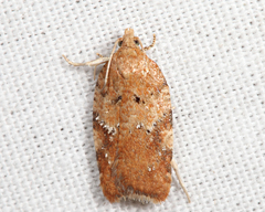 Acleris stadiana