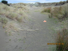 Isolepis cernua cernua