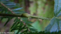 Neolasioptera nodulosa