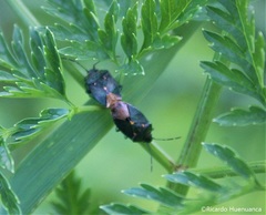 Ditomotarsus punctiventris