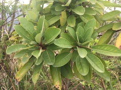 Daphniphyllum calycinum