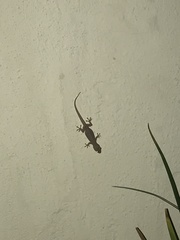 Gehyra mutilata