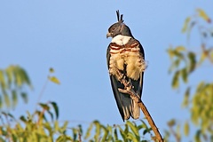 Black Baza photo 4