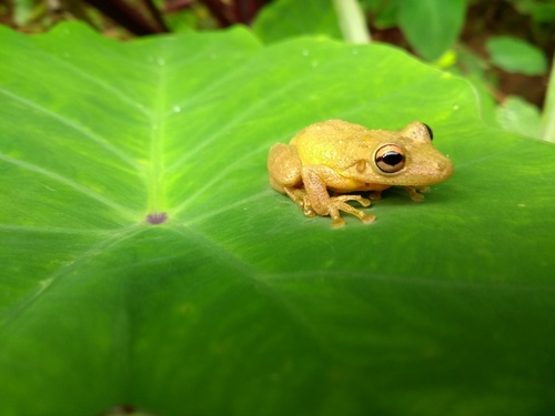 Ribeirão Branco Snouted Tree Frog, Scinax perereca