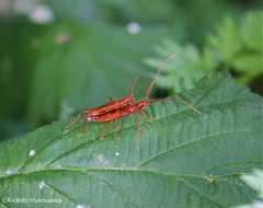 Chenoderus testaceus