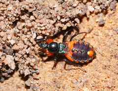 Ectomocoris patricius