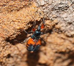 Ectomocoris patricius