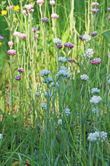 Antennaria rosea confinis