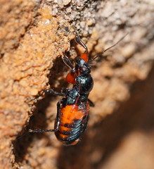 Ectomocoris patricius