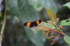 Heliconius numata bicoloratus
