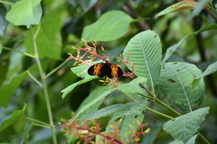 Heliconius numata bicoloratus