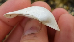 Macoma inquinata