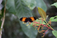 Heliconius numata bicoloratus