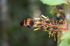 Heliconius numata bicoloratus